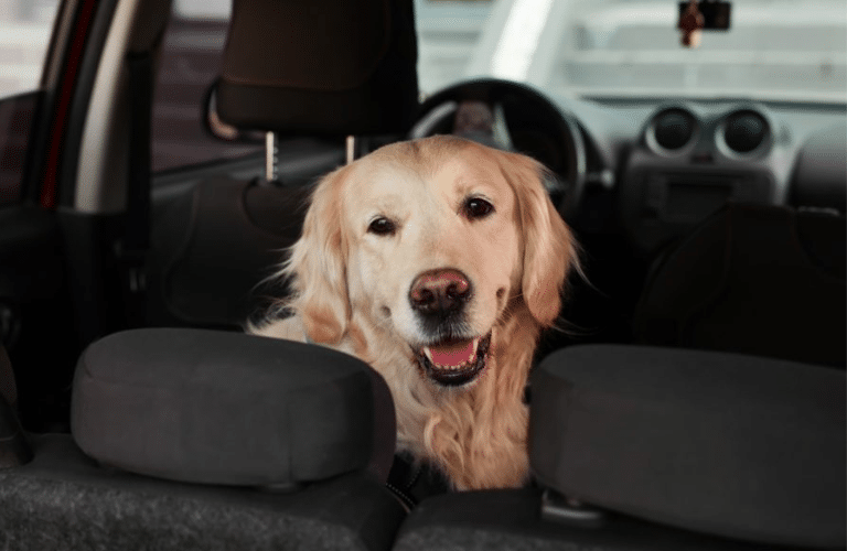 Arabanızdan Köpek Tüylerini Nasıl Çıkarırsınız